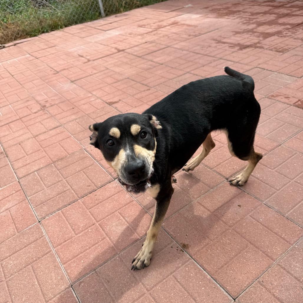 Enlarge Sammie, a Adoptable mixed breed in Rochester, NY image 4/4