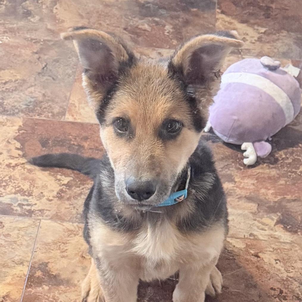 Kringle, Adoptable, Puppy Male Shepherd.
