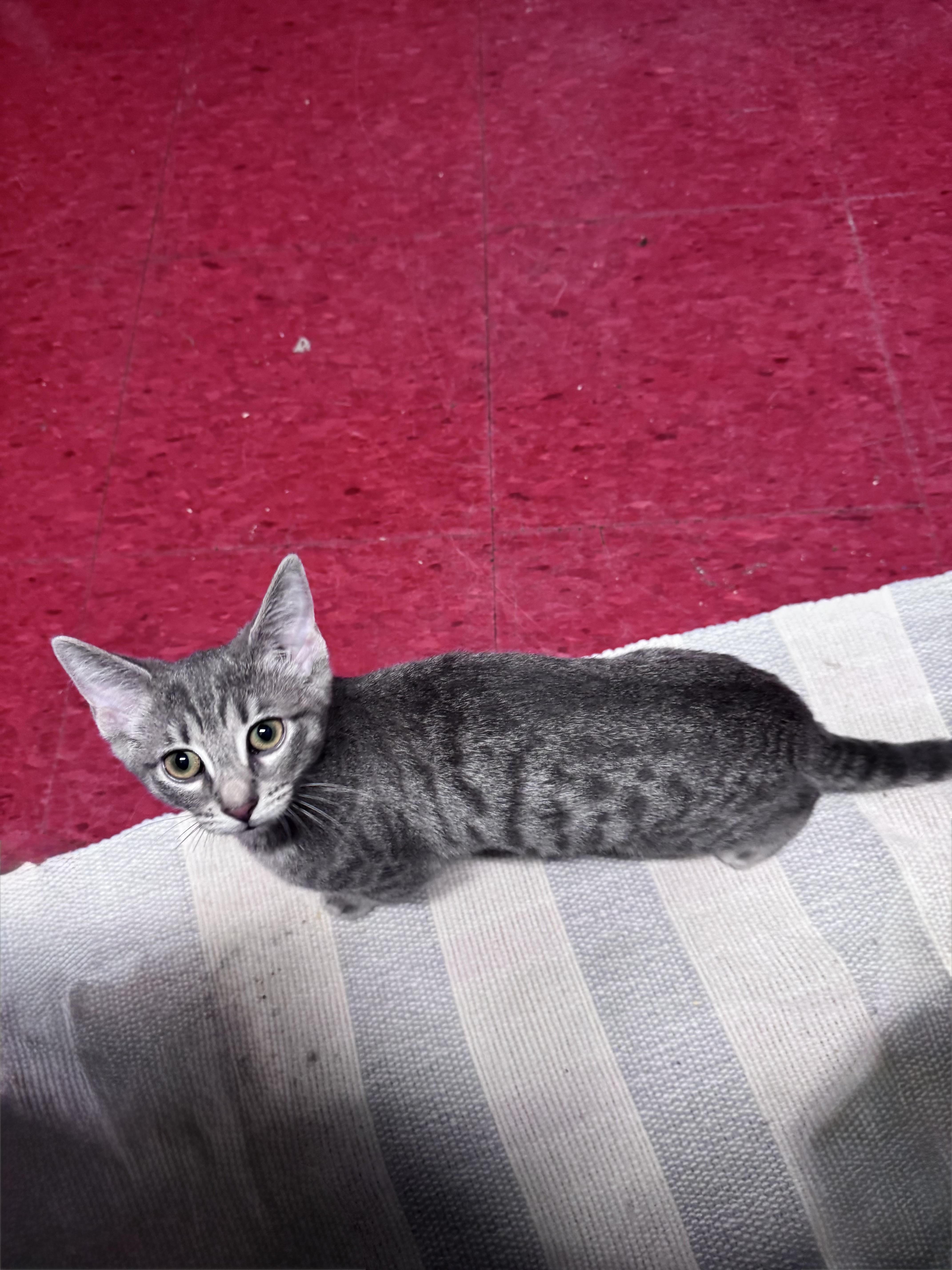 Enlarge Grayson, an adopted Domestic Short Hair in Hoopeston, IL image 1/1
