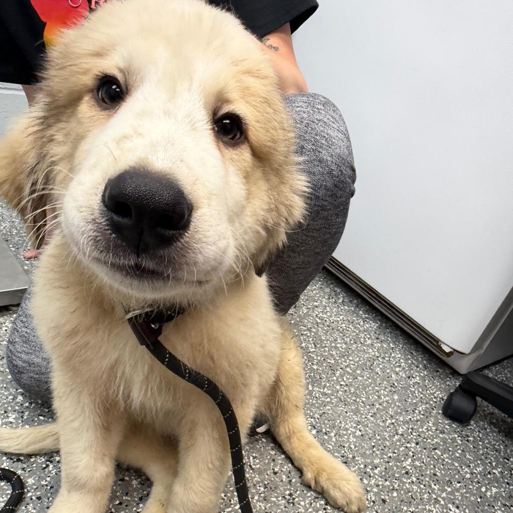 Rue, Adoptable, Puppy Male Great Pyrenees & Mixed Breed.