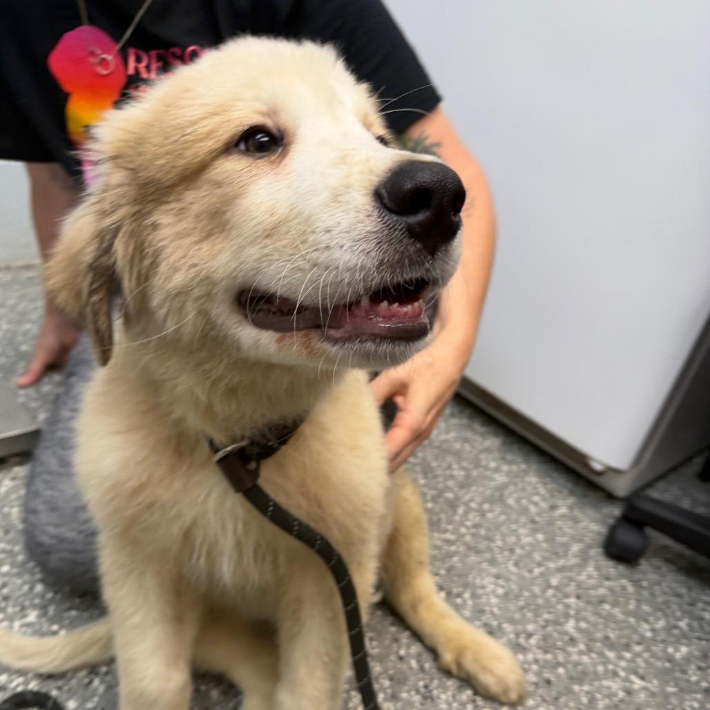 Enlarge Rue, a Adoptable mixed breed in Parkersburg, WV image 3/3