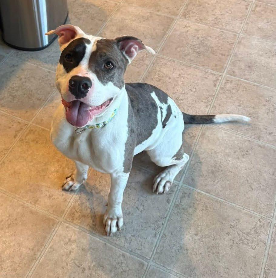 Lola, ADOPTABLE, Adult Female Mixed Breed.