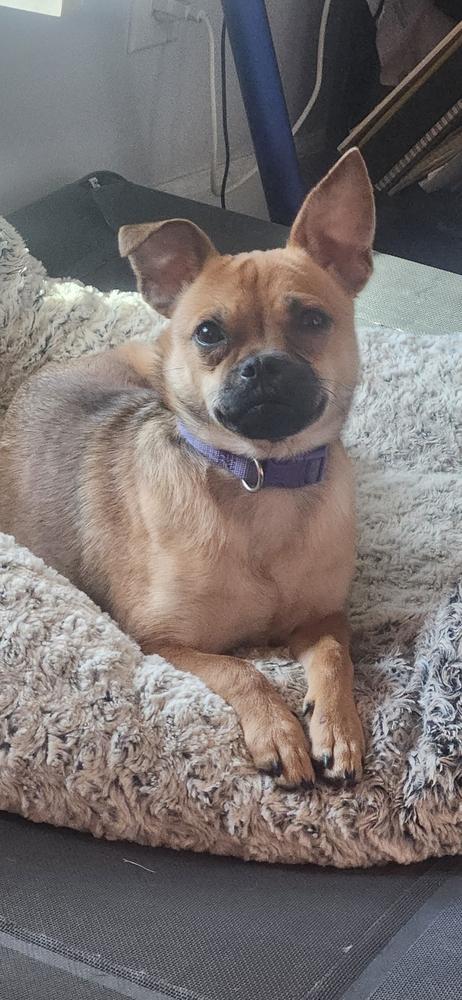 Elfie, Adopted, Young Female Pug & Chihuahua.