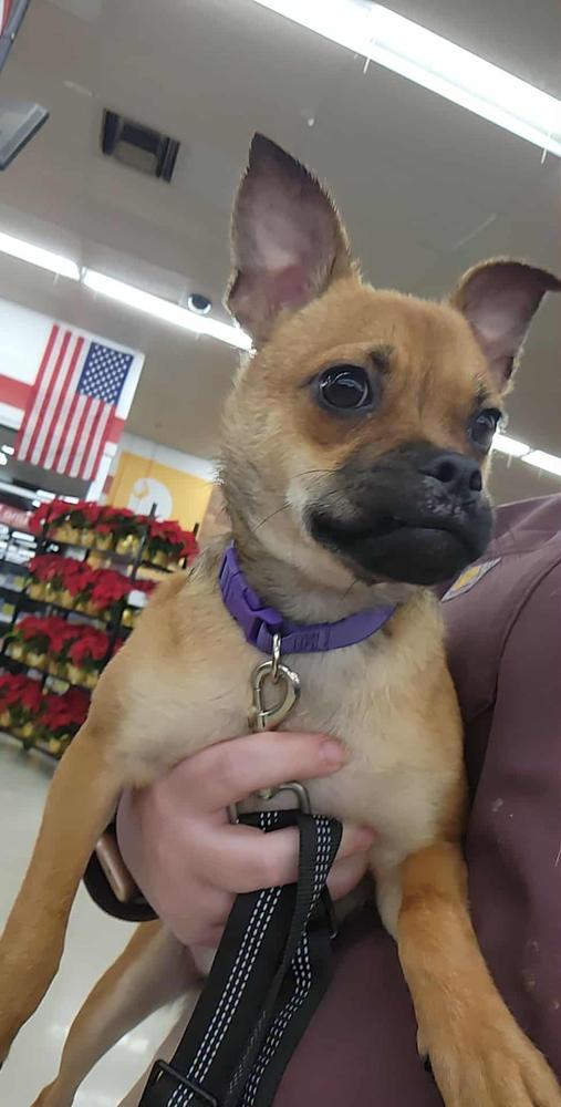 Enlarge Elfie, a Adopted mixed breed in Wendell, NC image 4/5