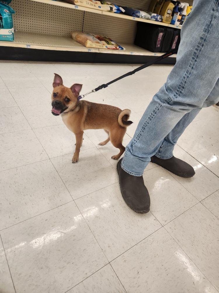 Enlarge Elfie, a Adopted mixed breed in Wendell, NC image 5/5