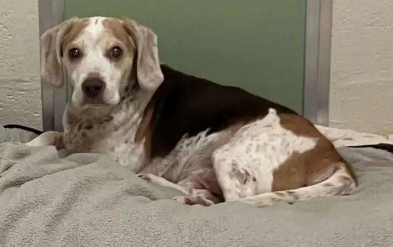 Bob Washington, adopted, Adult Male Beagle.