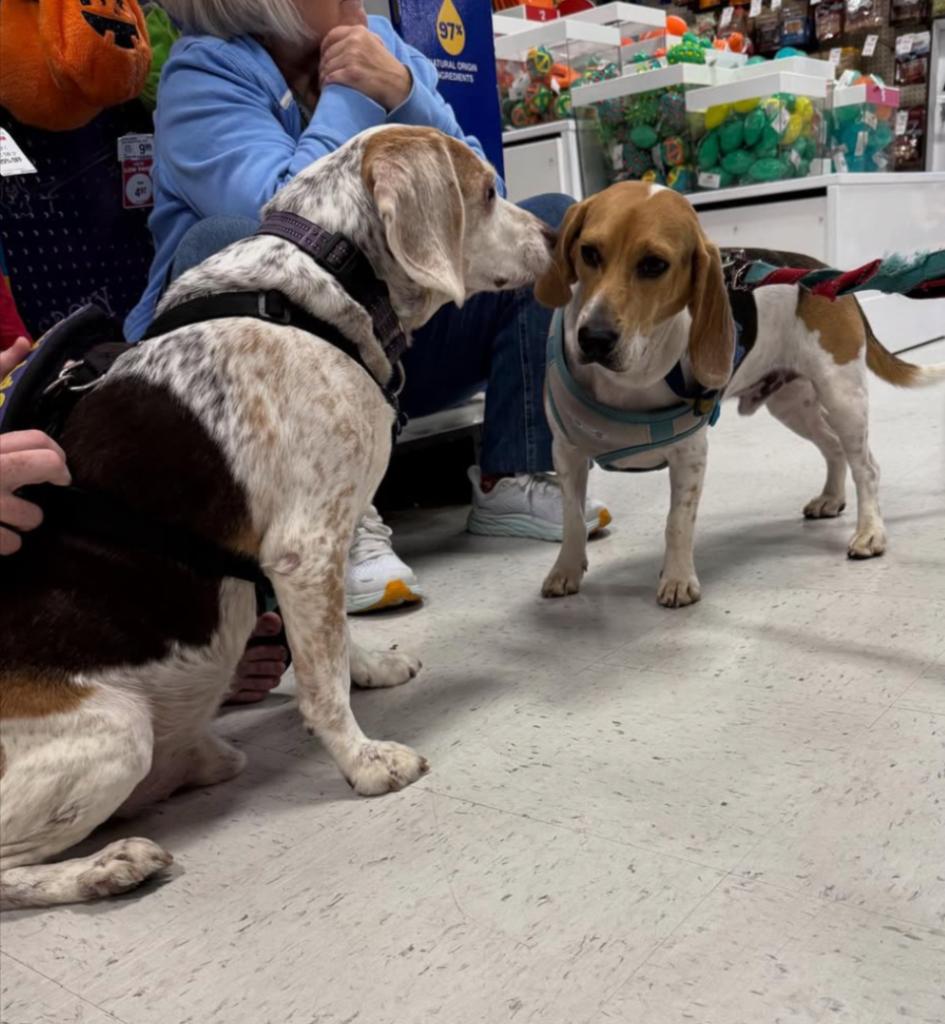Bob Washington, an adopted Beagle in Waldorf, MD image 3/3
