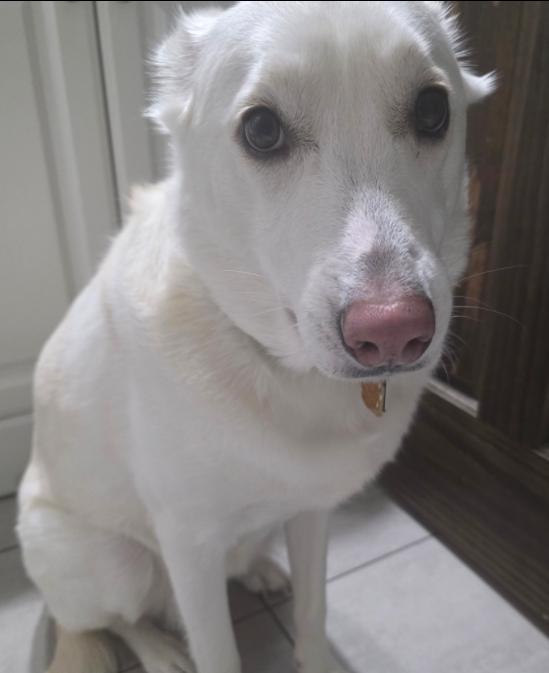 Enlarge Havanna, a ADOPTABLE mixed breed in Palatine, IL image 1/1