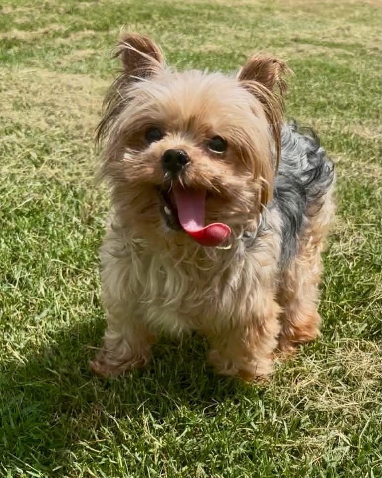 Lincoln, ADOPTABLE, Adult Male Yorkshire Terrier.