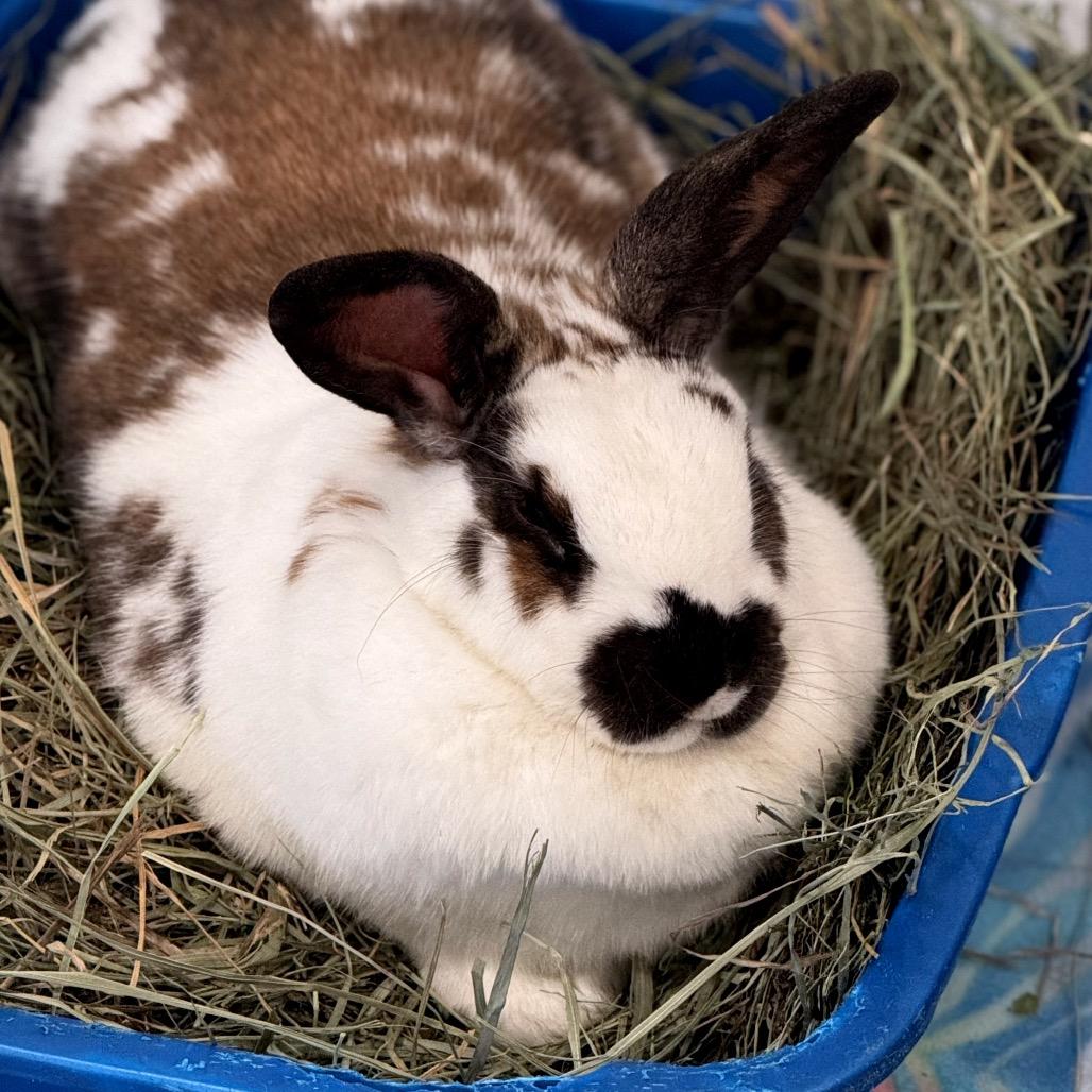 Tallulah photo