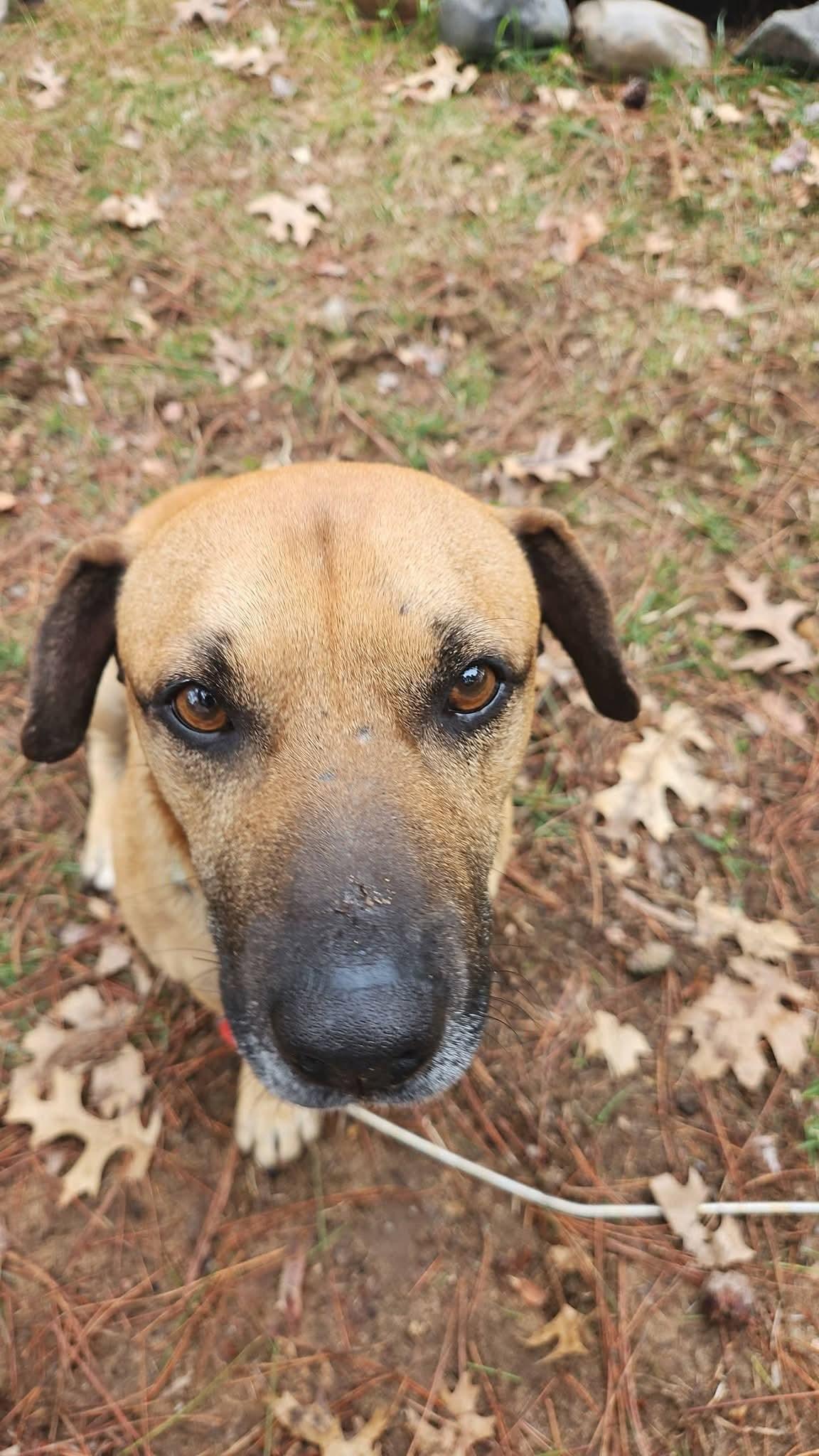 Brownie, Adoptable, Young Male Black Mouth Cur.