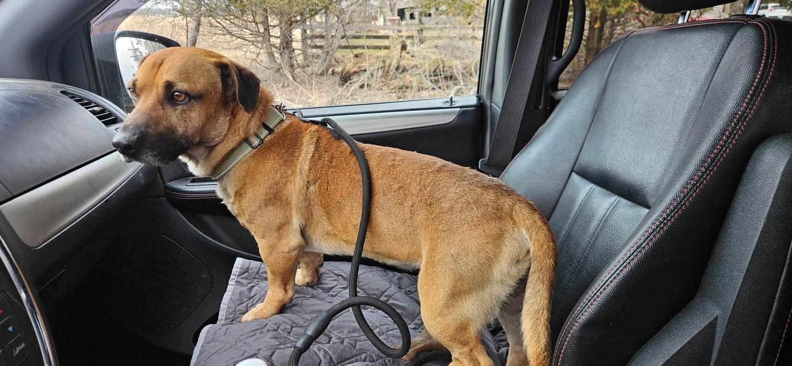 Enlarge Brownie, a Adoptable Black Mouth Cur in New London, WI image 2/3