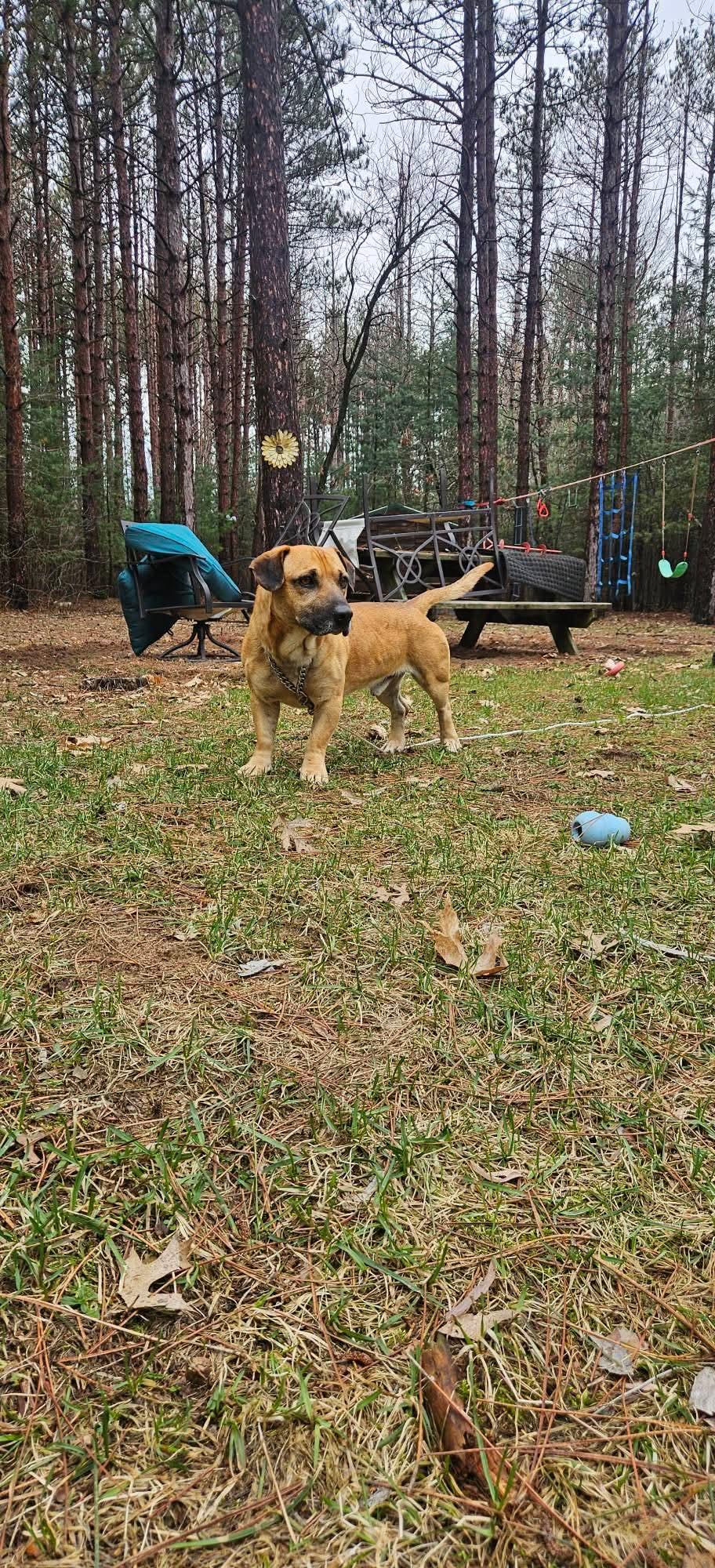 Enlarge Brownie, a Adoptable Black Mouth Cur in New London, WI image 3/3