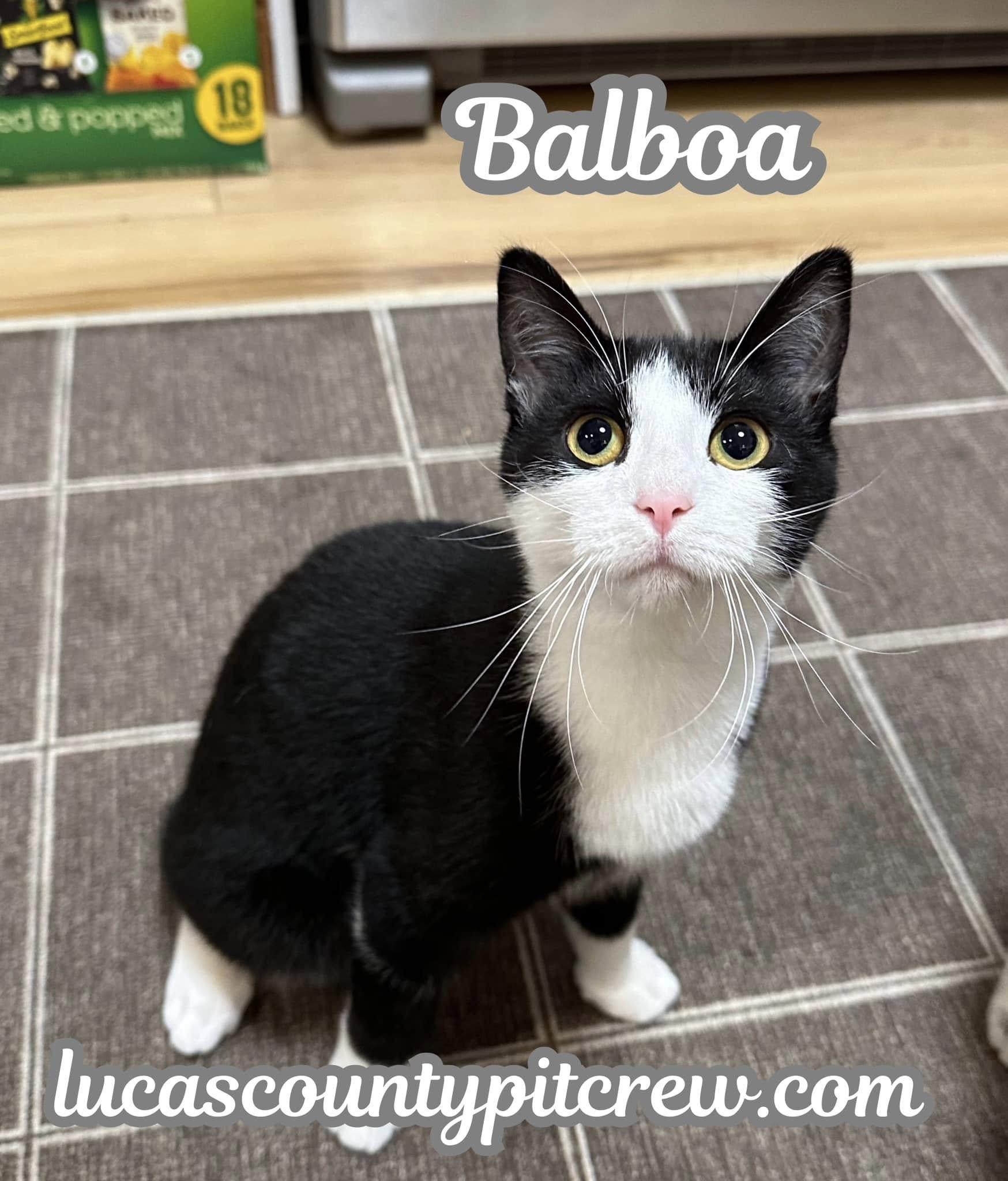 Balboa, Adoptable, Adult Male Tuxedo & Domestic Short Hair.
