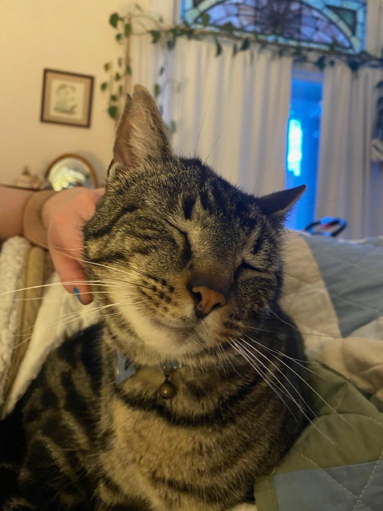 Enlarge Zeus, a ADOPTABLE Tabby in Pittsburgh, PA image 2/6