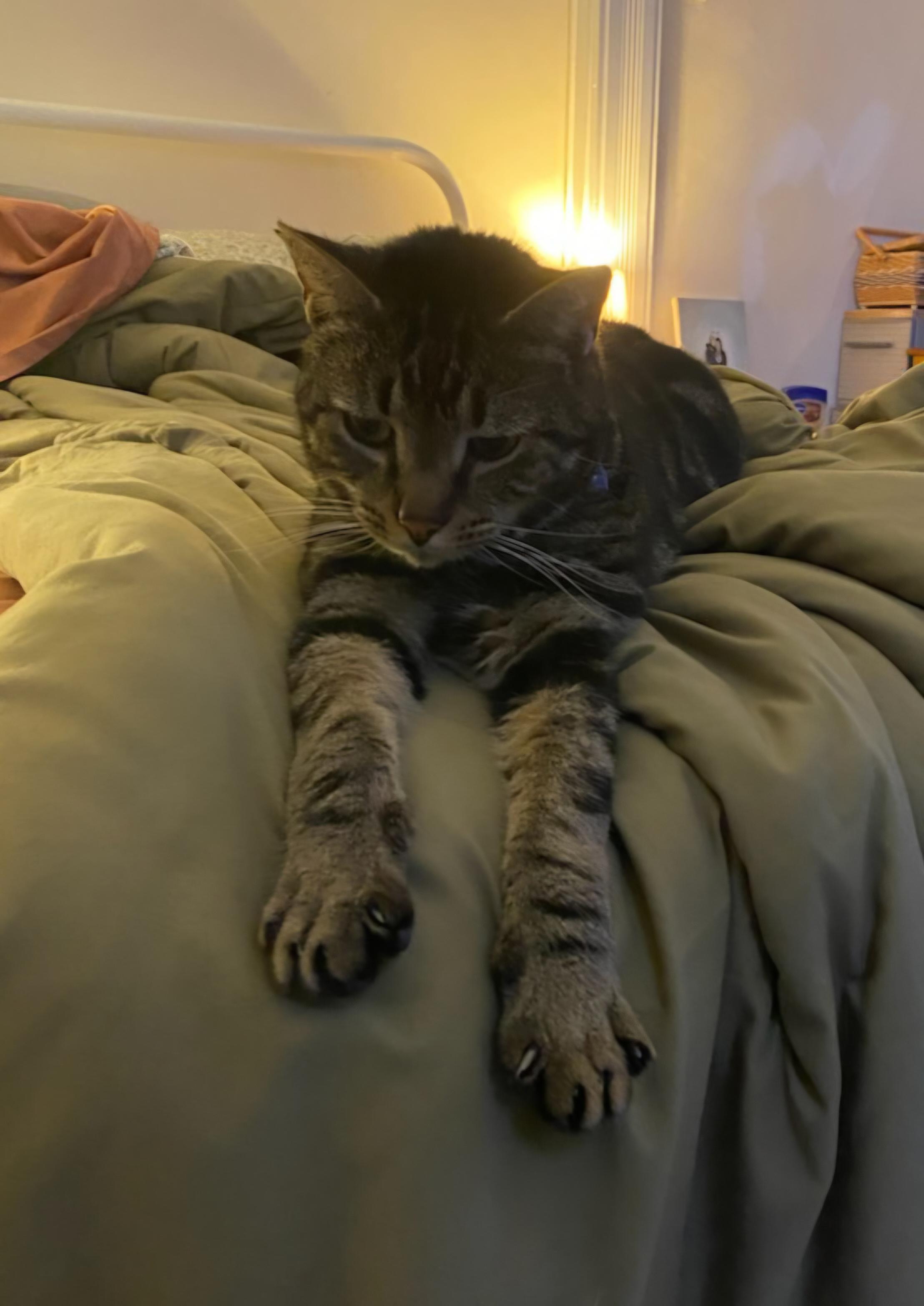 Enlarge Zeus, a ADOPTABLE Tabby in Pittsburgh, PA image 6/6