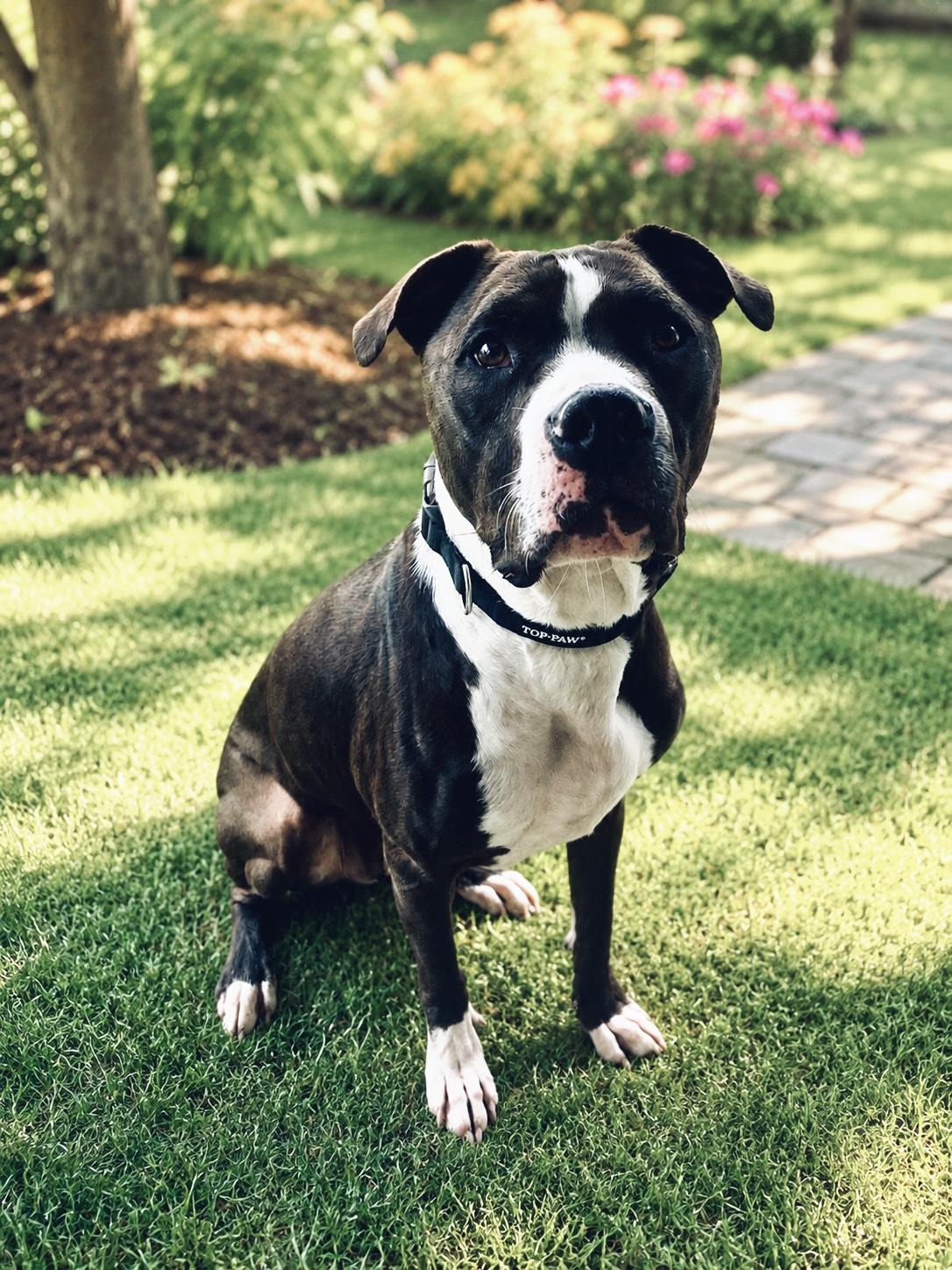 Remington aka Remi, a ADOPTABLE mixed breed in Knoxville, TN image 3/5