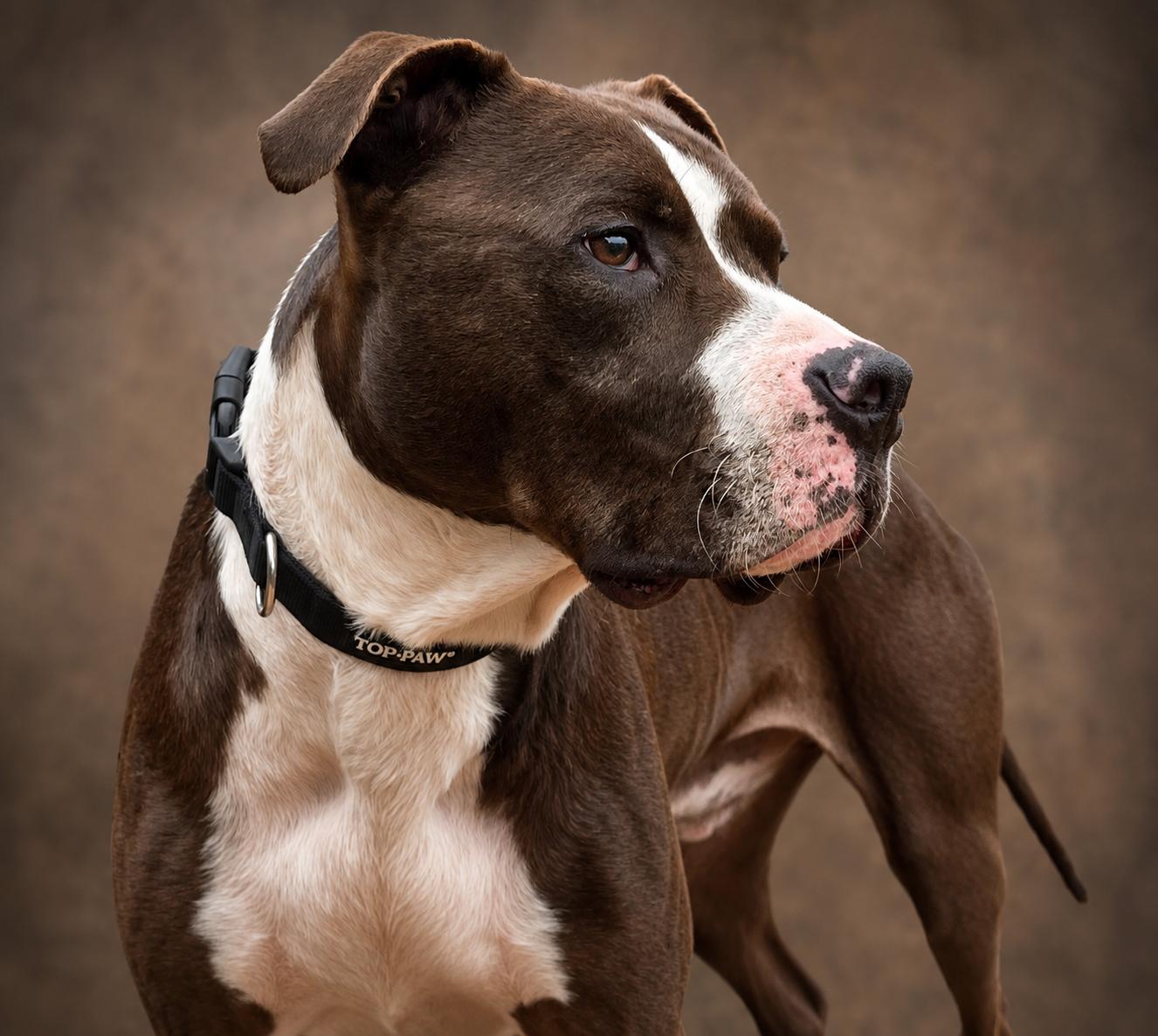 Remington aka Remi, a ADOPTABLE mixed breed in Knoxville, TN image 5/5