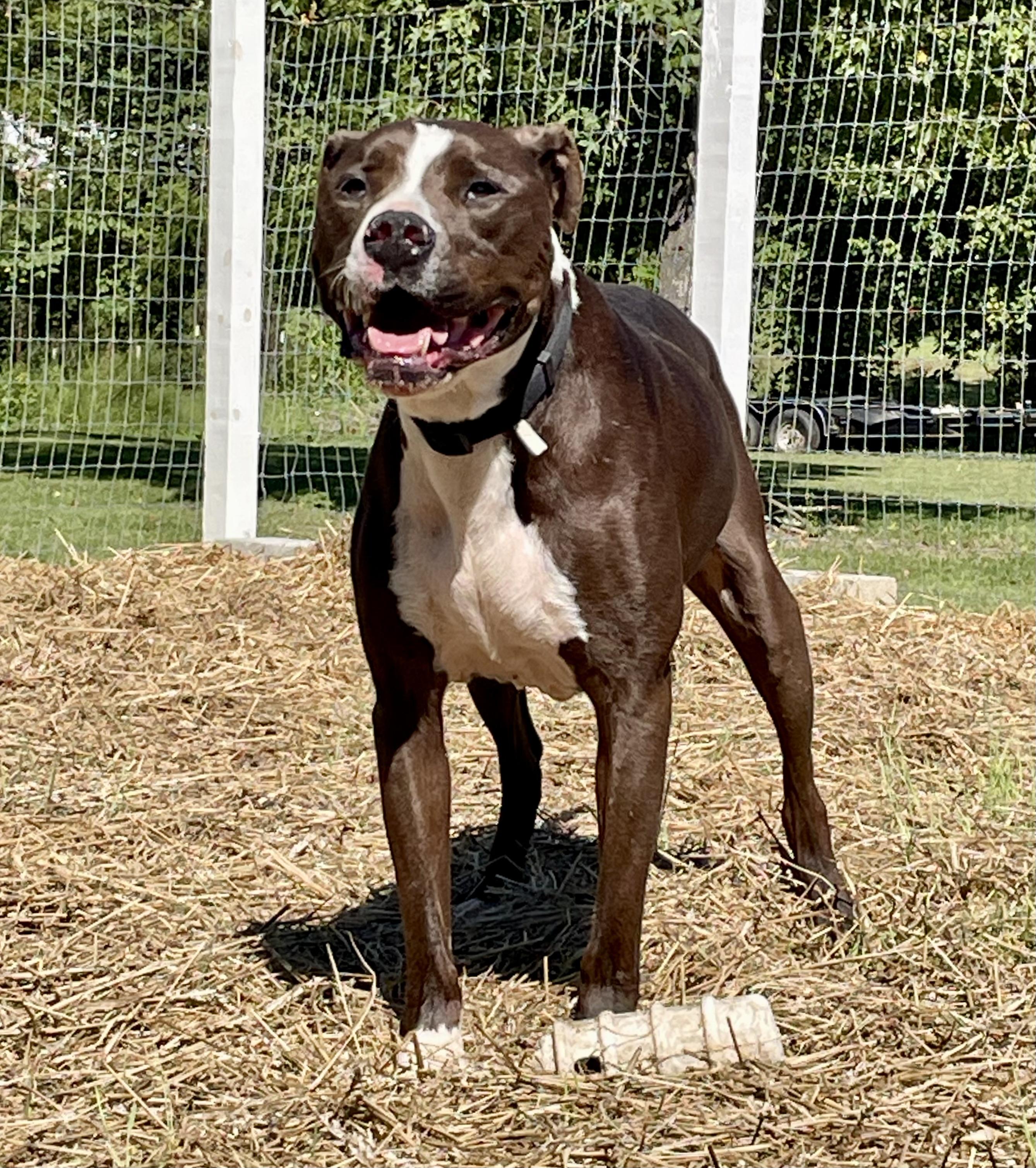Remington aka Remi, a ADOPTABLE mixed breed in Knoxville, TN image 2/5