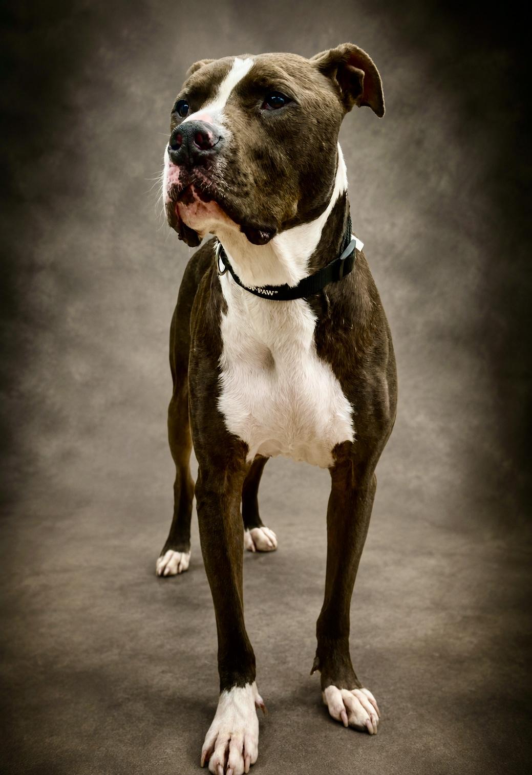 Remington aka Remi, ADOPTABLE, Adult Male Pit Bull Terrier.