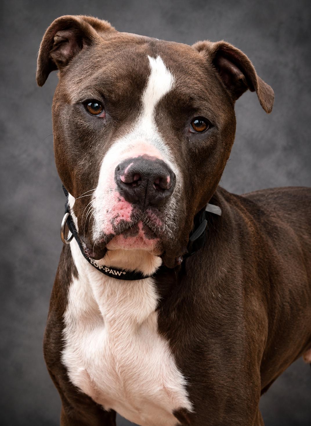 Remington aka Remi, a ADOPTABLE mixed breed in Knoxville, TN image 4/5