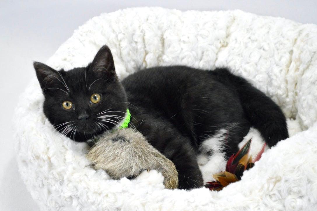 Clover, Adopted, Young Female Domestic Short Hair.