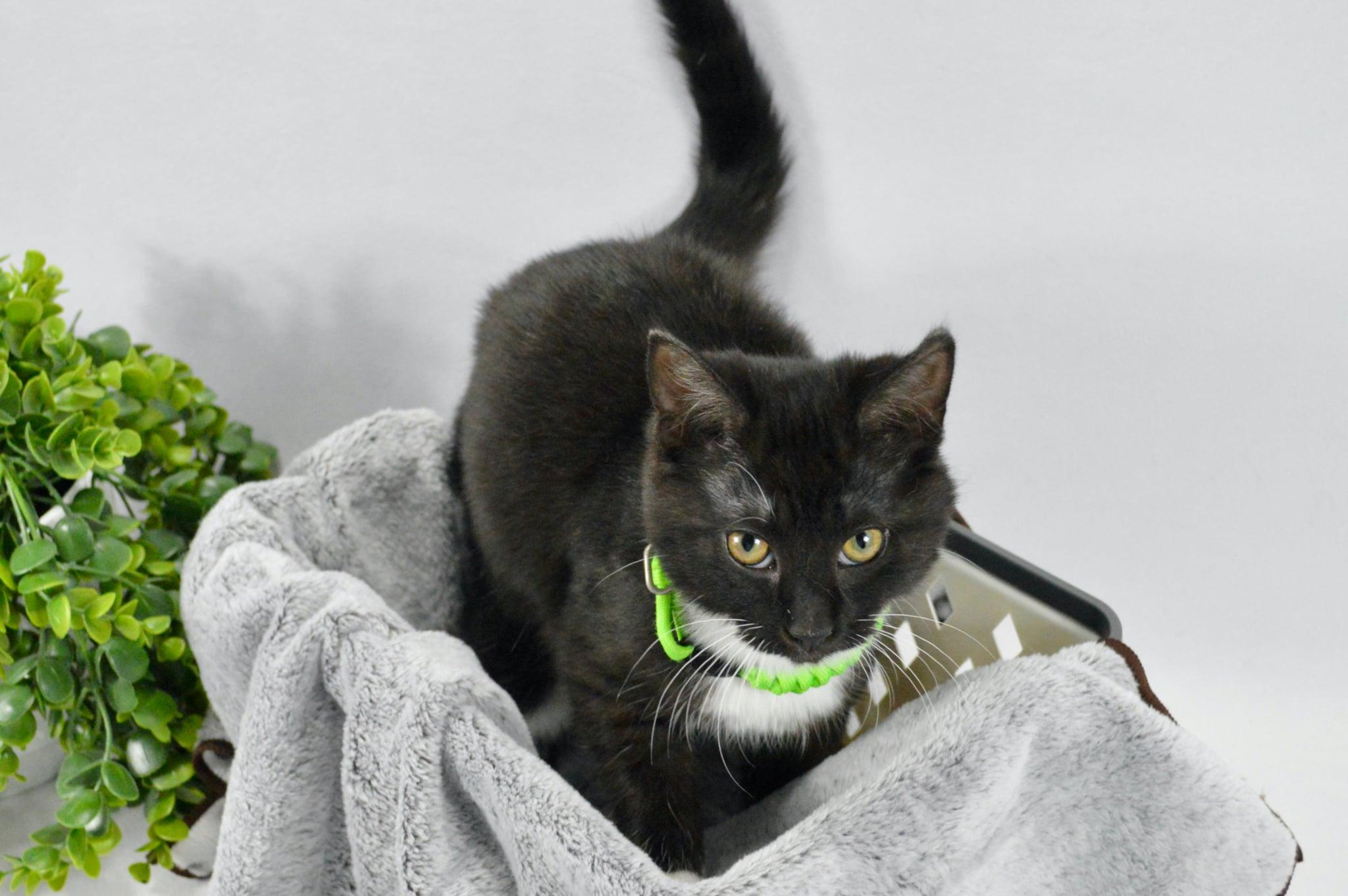 Enlarge Clover, a Adopted Domestic Short Hair in Steinbach, MB image 2/6