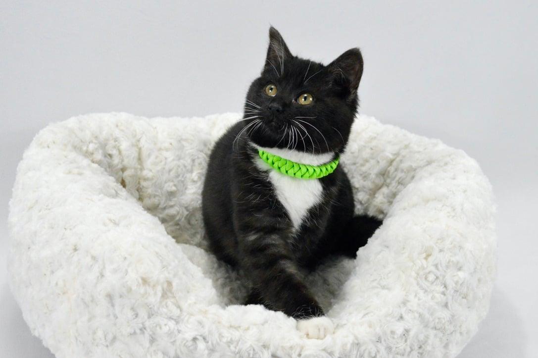 Enlarge Clover, a Adopted Domestic Short Hair in Steinbach, MB image 3/6