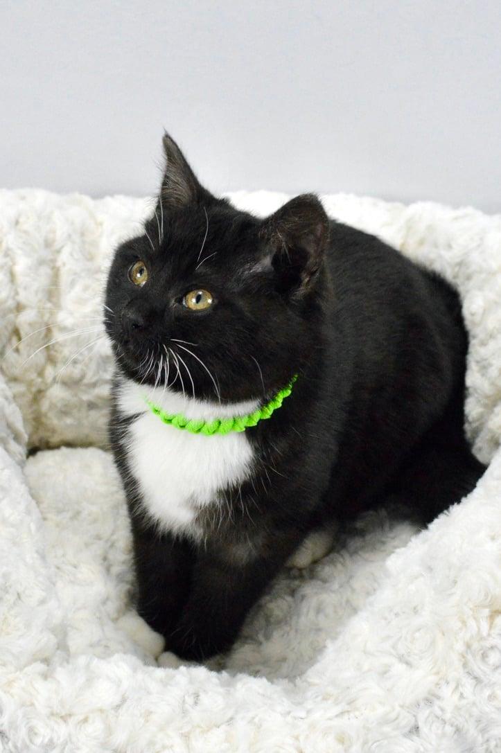 Enlarge Clover, a Adopted Domestic Short Hair in Steinbach, MB image 4/6