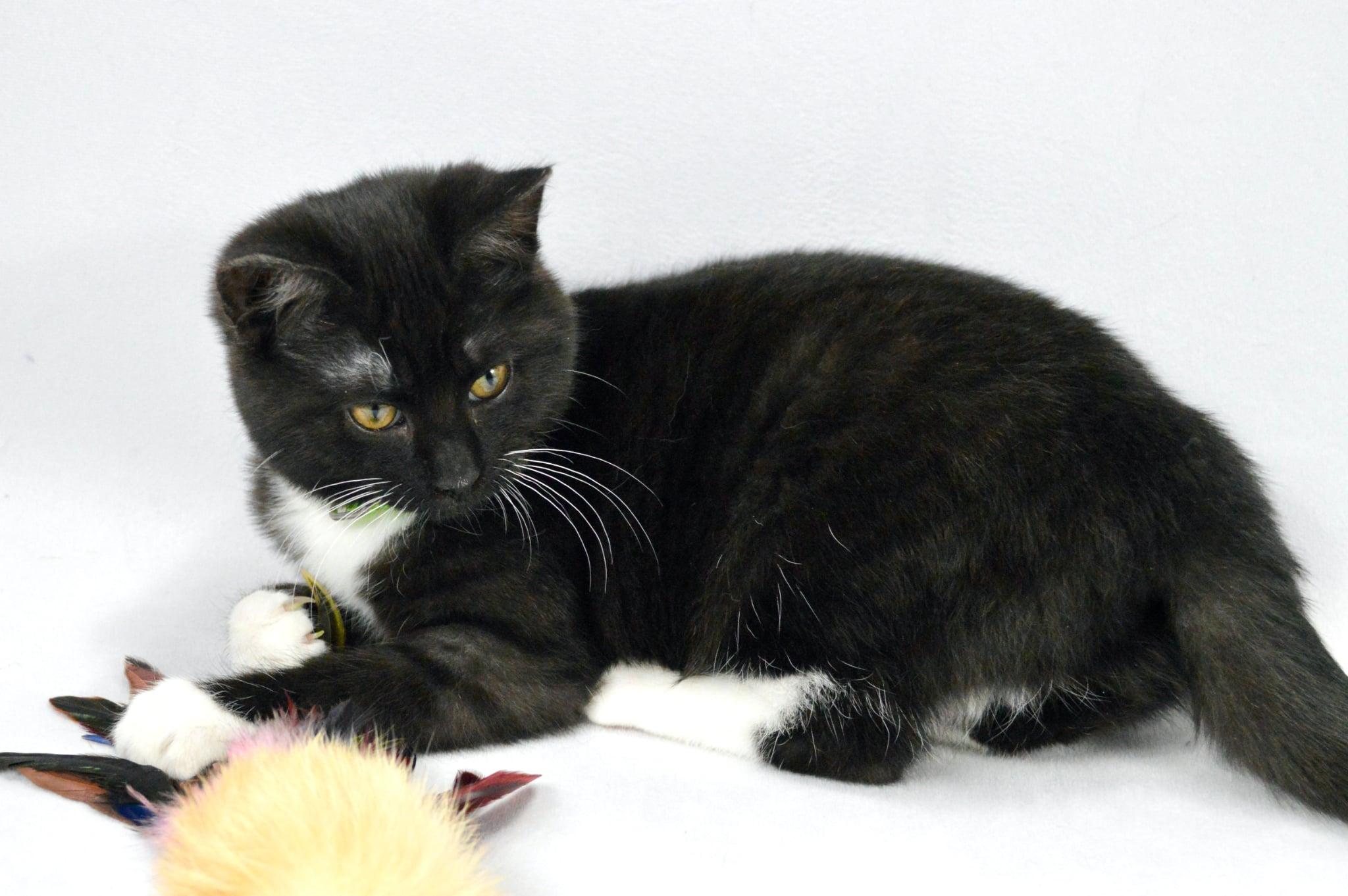 Enlarge Clover, a Adopted Domestic Short Hair in Steinbach, MB image 5/6