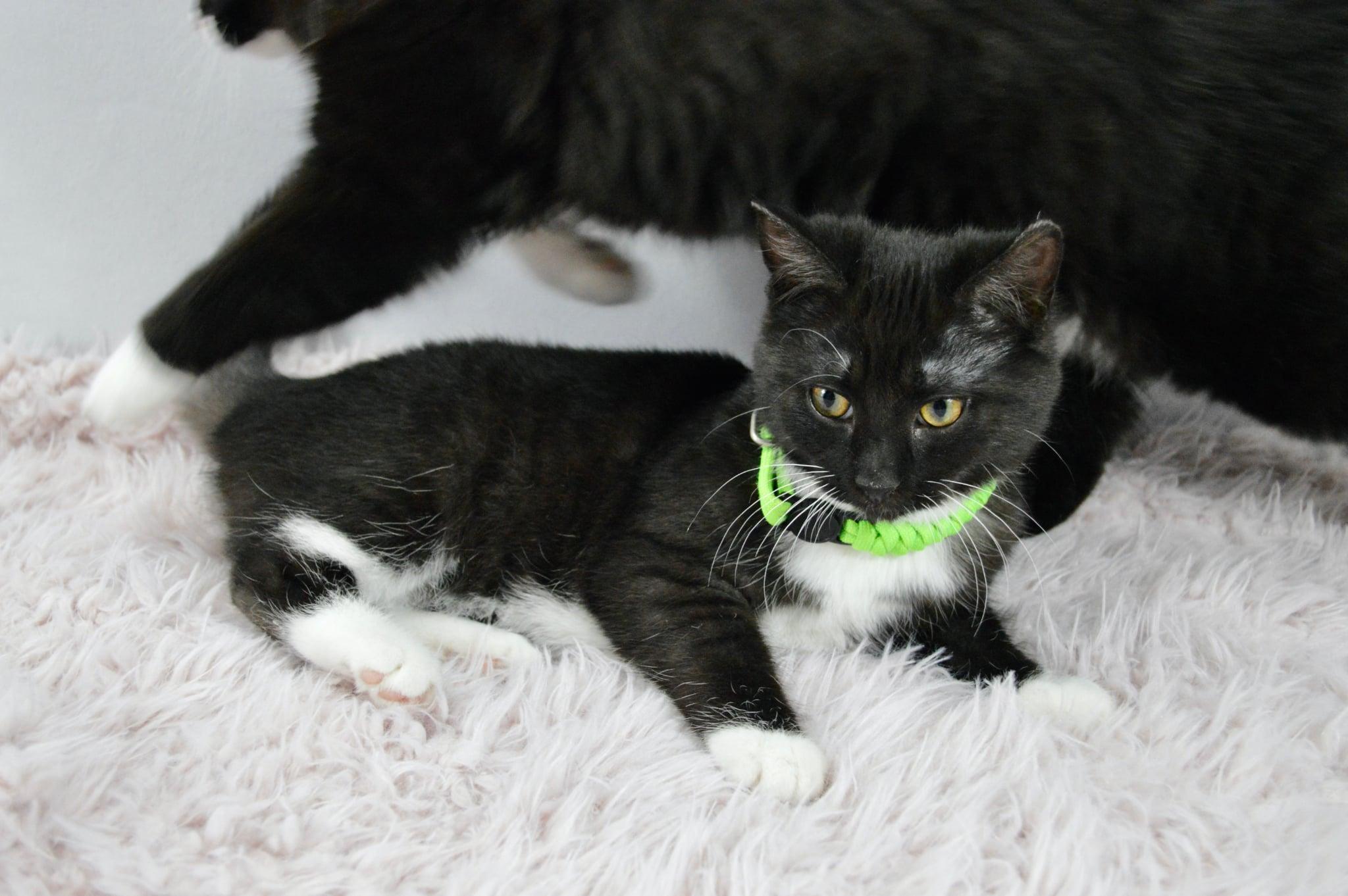 Enlarge Clover, a Adopted Domestic Short Hair in Steinbach, MB image 6/6