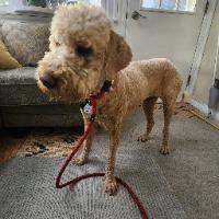 Millie, ADOPTABLE, Adult Female Goldendoodle.