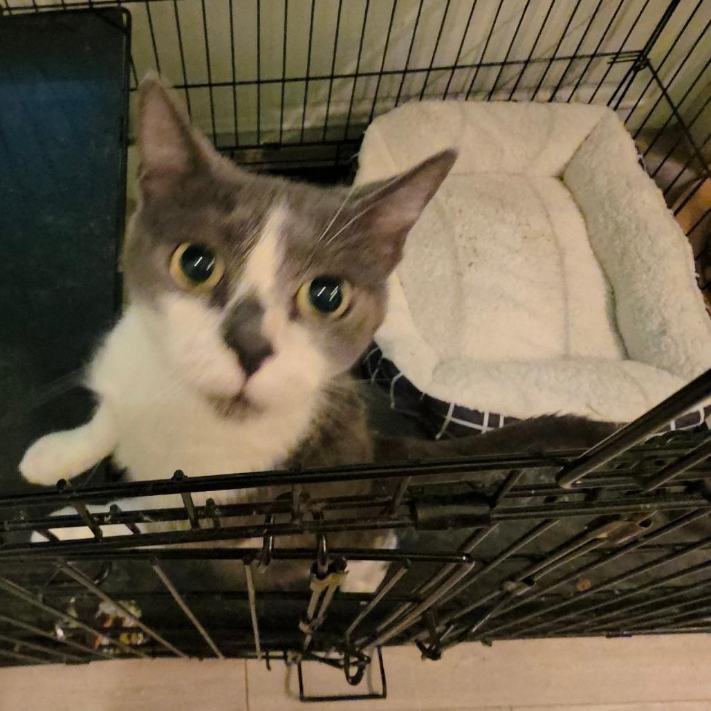 Grey, a Adoptable Domestic Short Hair in Kinston, NC image 6/6