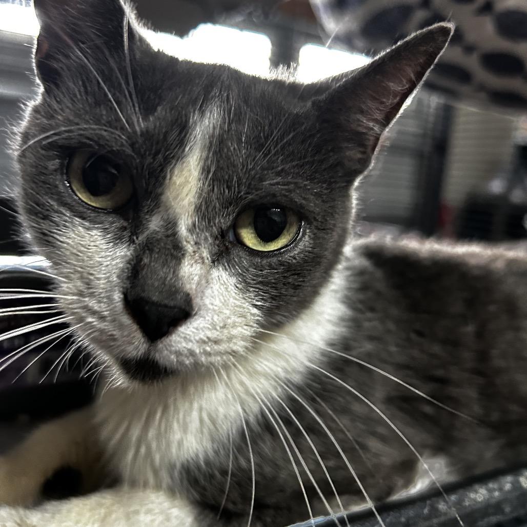 Grey, a Adoptable Domestic Short Hair in Kinston, NC image 3/6