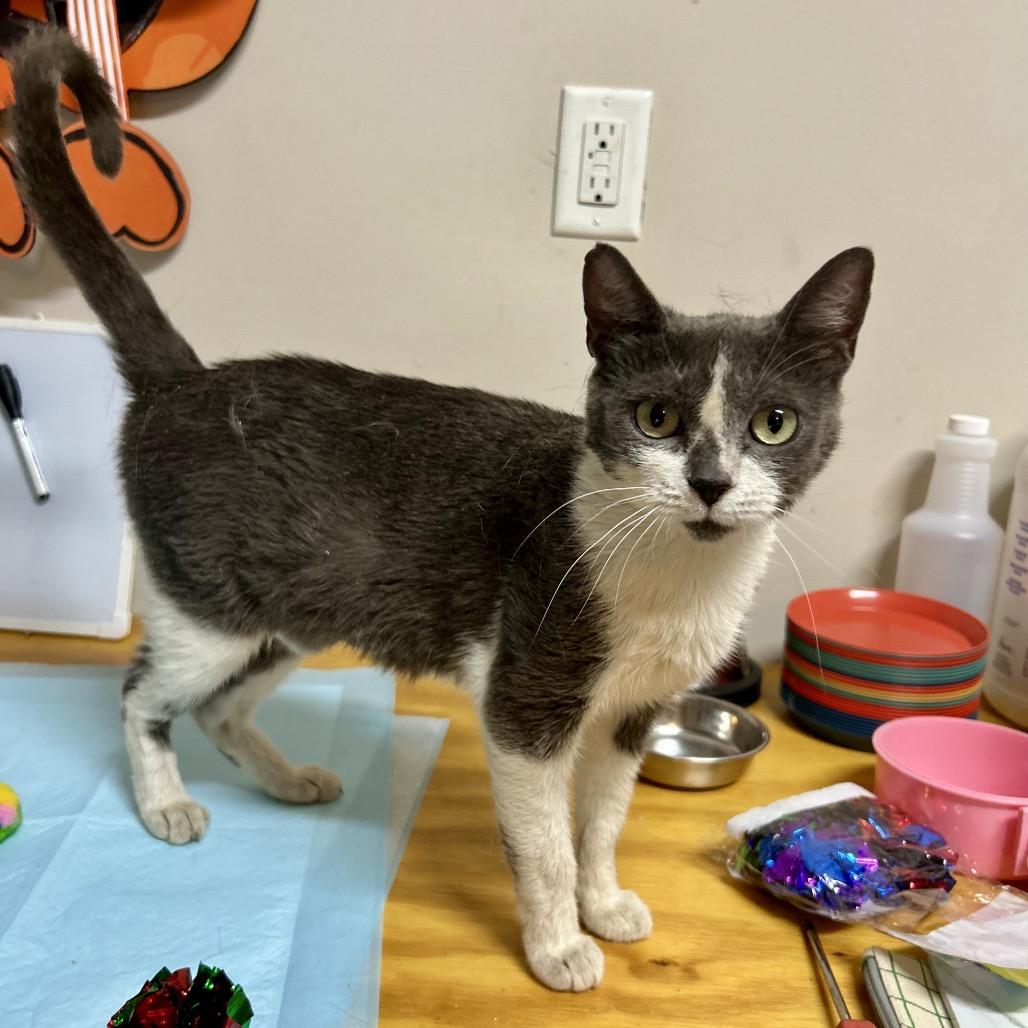 Grey, a Adoptable Domestic Short Hair in Kinston, NC image 5/6