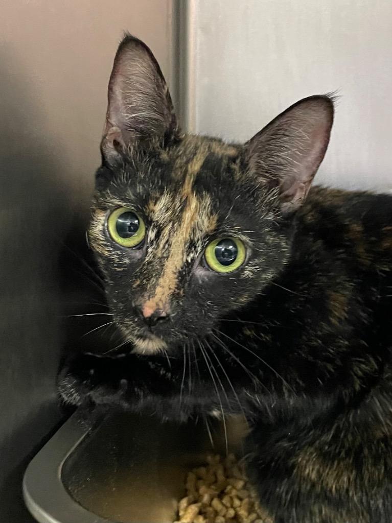 Sable, Adoptable, Adult Female Domestic Short Hair.