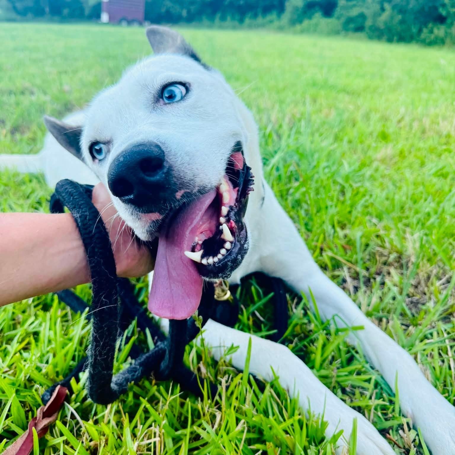 Enlarge Stallone, a Adoptable mixed breed in New Bern , NC image 2/4