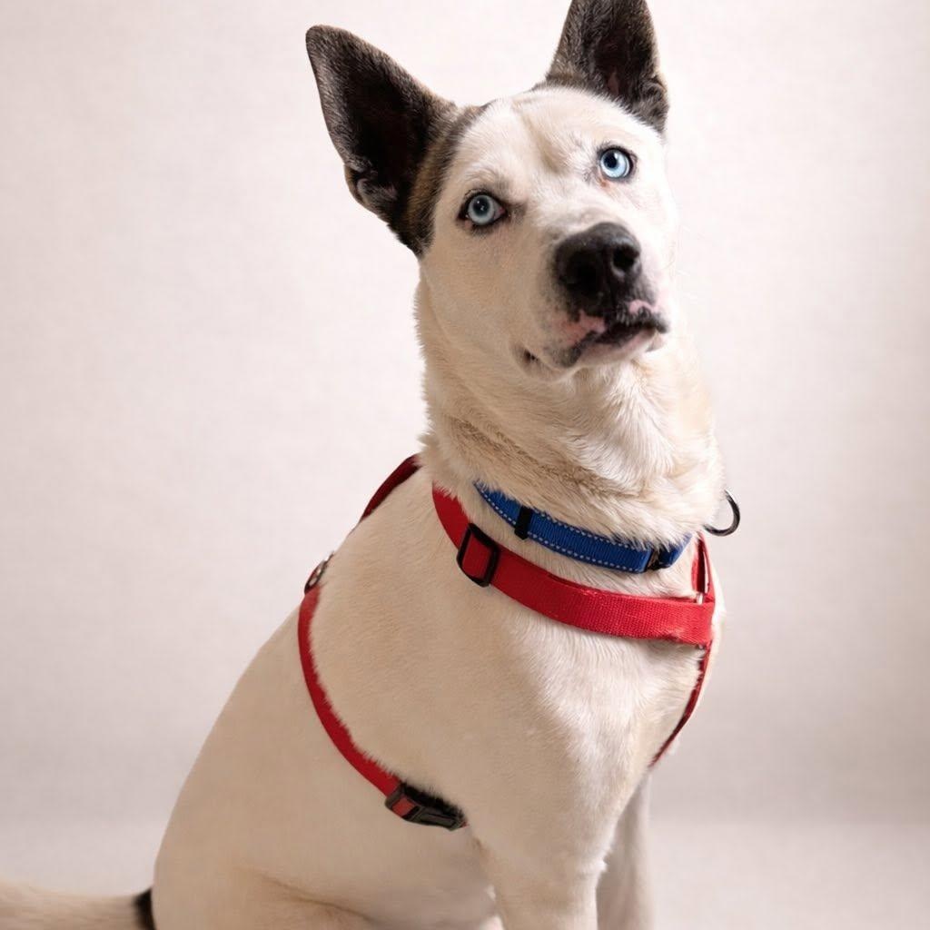 Enlarge Stallone, a Adoptable mixed breed in New Bern , NC image 4/4