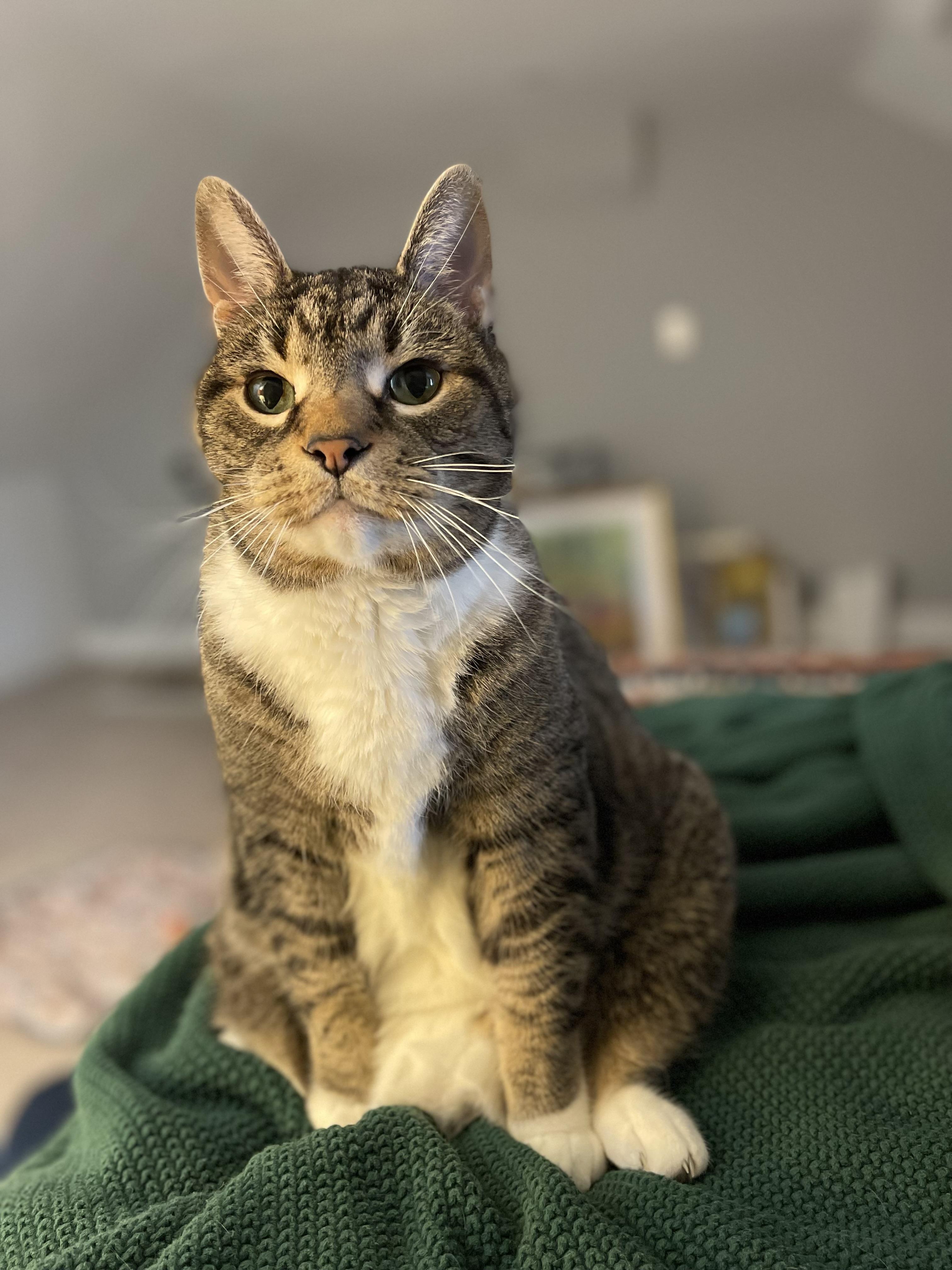 Enlarge Cleveland (courtesy post), a Adoptable Domestic Short Hair in Lancaster, PA image 2/3