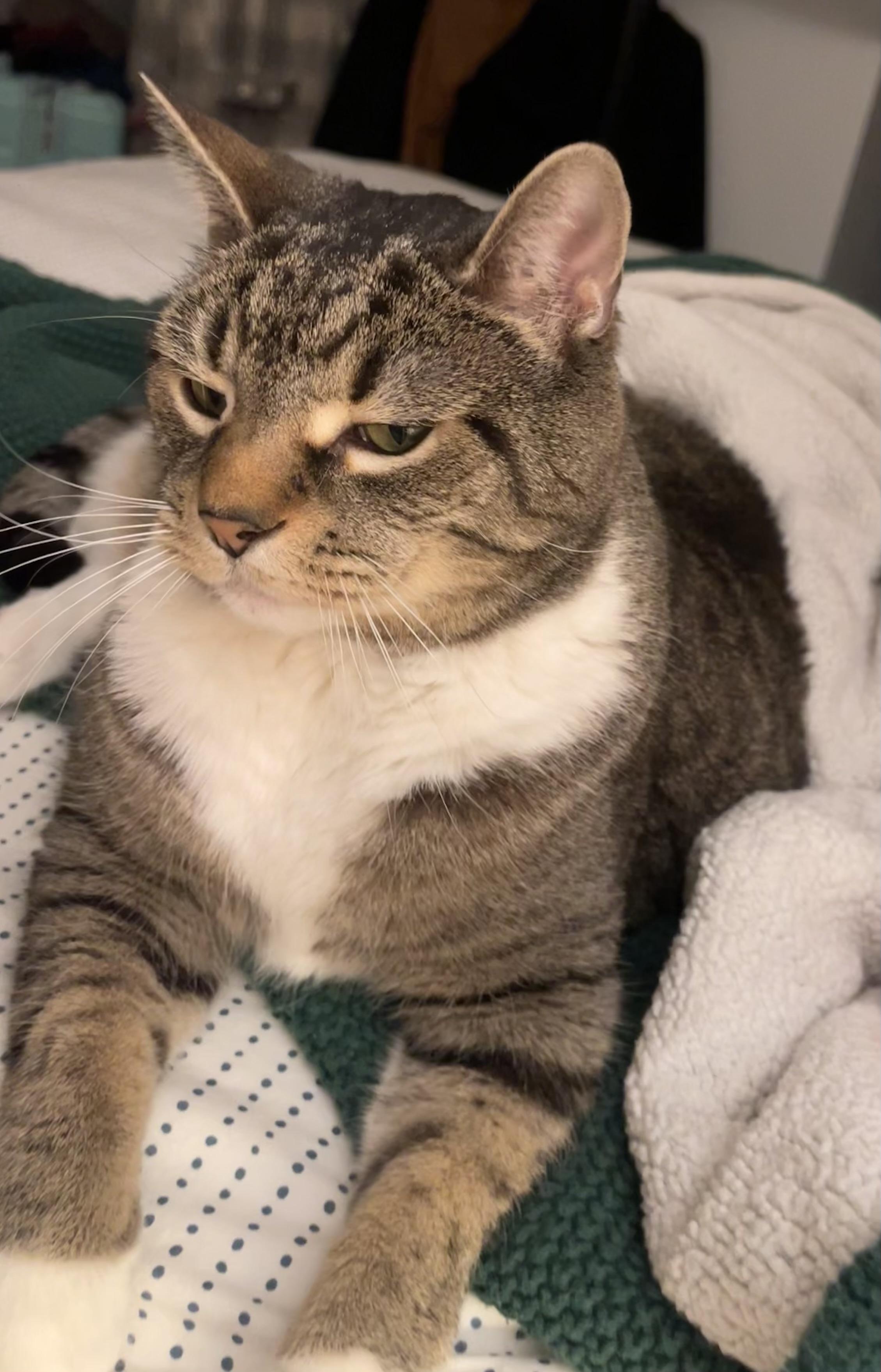 Cleveland (courtesy post), Adoptable, Senior Male Domestic Short Hair.