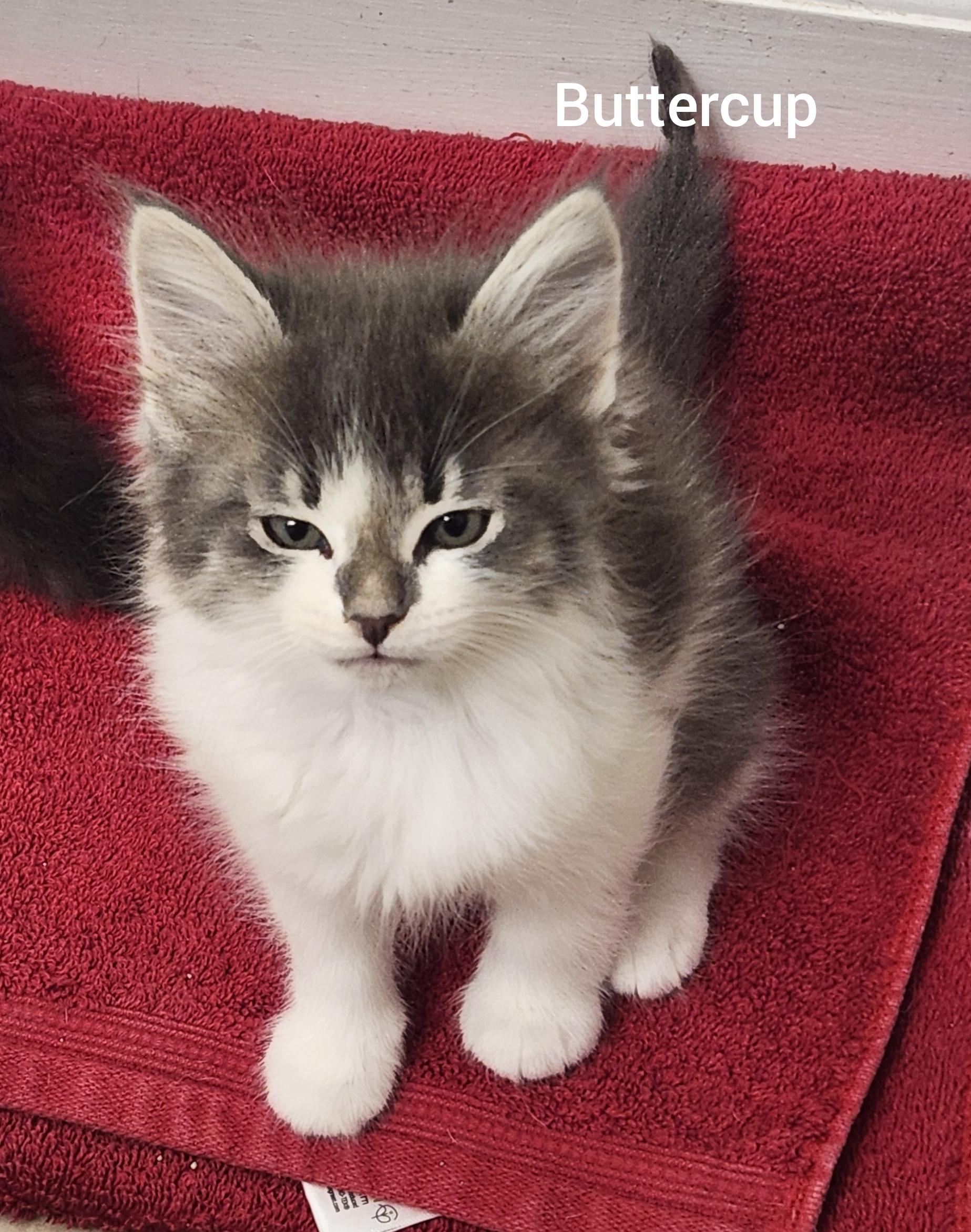 Enlarge Buttercup ( Powerpuff litter) Orlando,  Fl, a ADOPTABLE Domestic Long Hair in Orlando, FL image 3/3