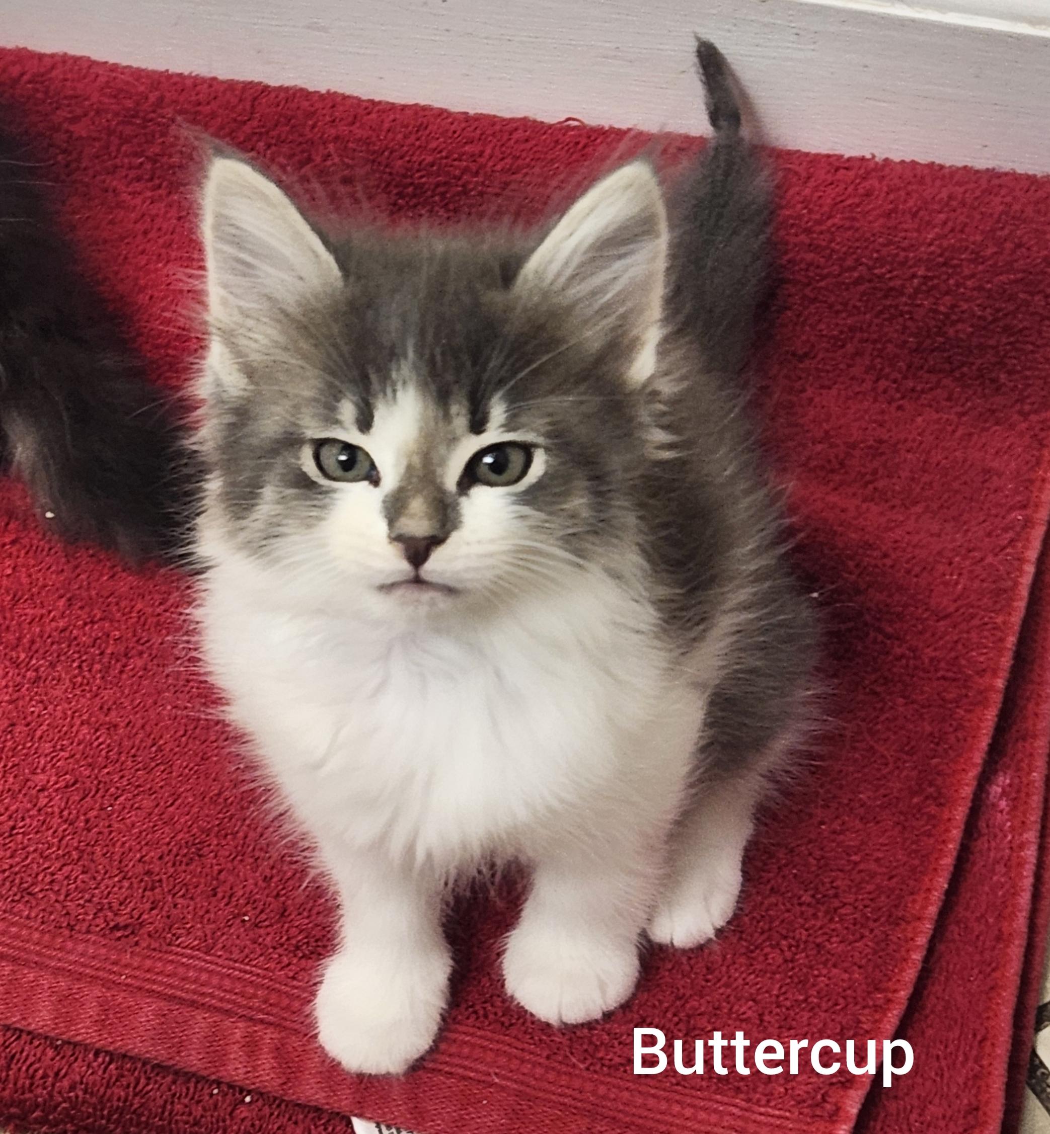 Buttercup ( Powerpuff litter) Orlando,  Fl, ADOPTABLE, Kitten Female Domestic Long Hair.