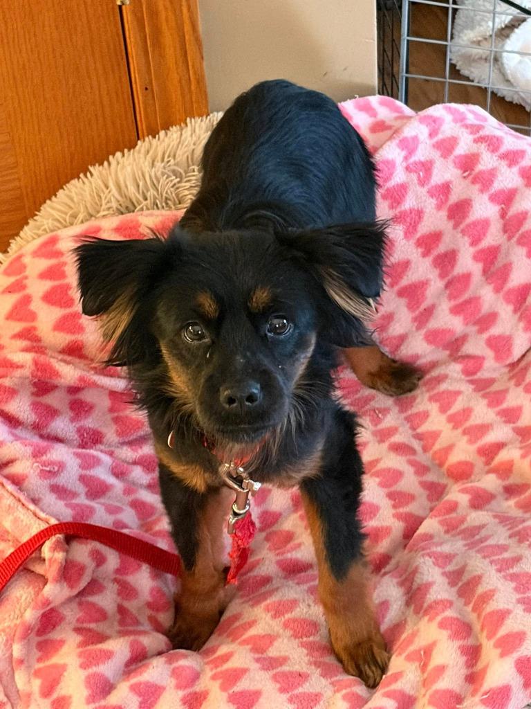 Enlarge Dustin, a Adoptable mixed breed in Warren, MI image 1/6