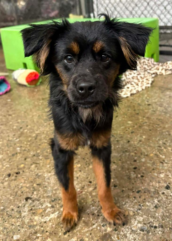 Enlarge Dustin, a Adoptable mixed breed in Warren, MI image 2/6