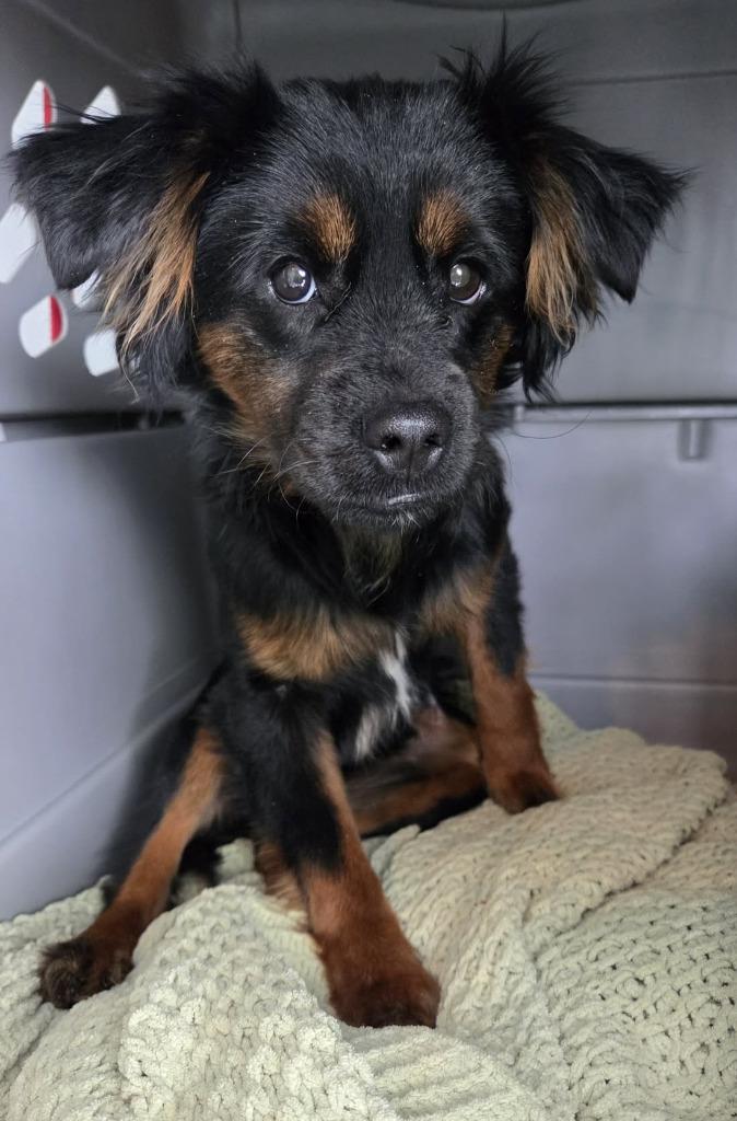 Enlarge Dustin, a Adoptable mixed breed in Warren, MI image 3/6
