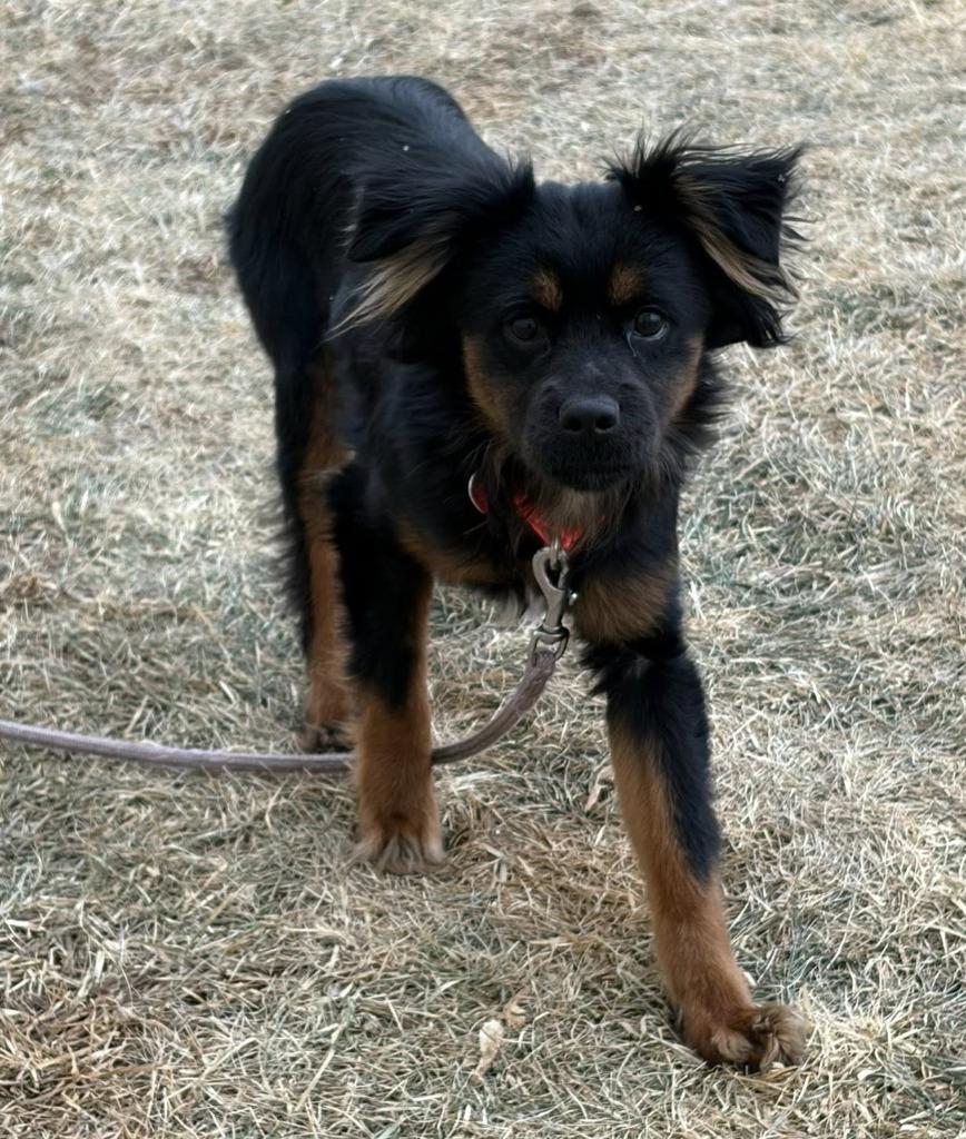 Enlarge Dustin, a Adoptable mixed breed in Warren, MI image 4/6