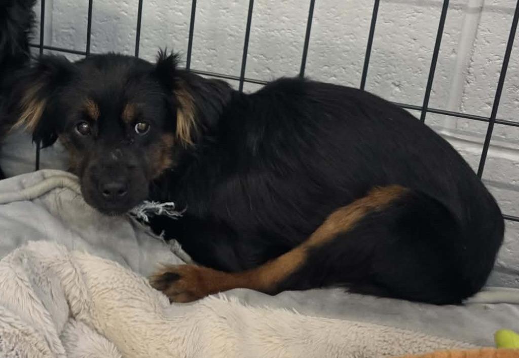 Enlarge Dustin, a Adoptable mixed breed in Warren, MI image 5/6