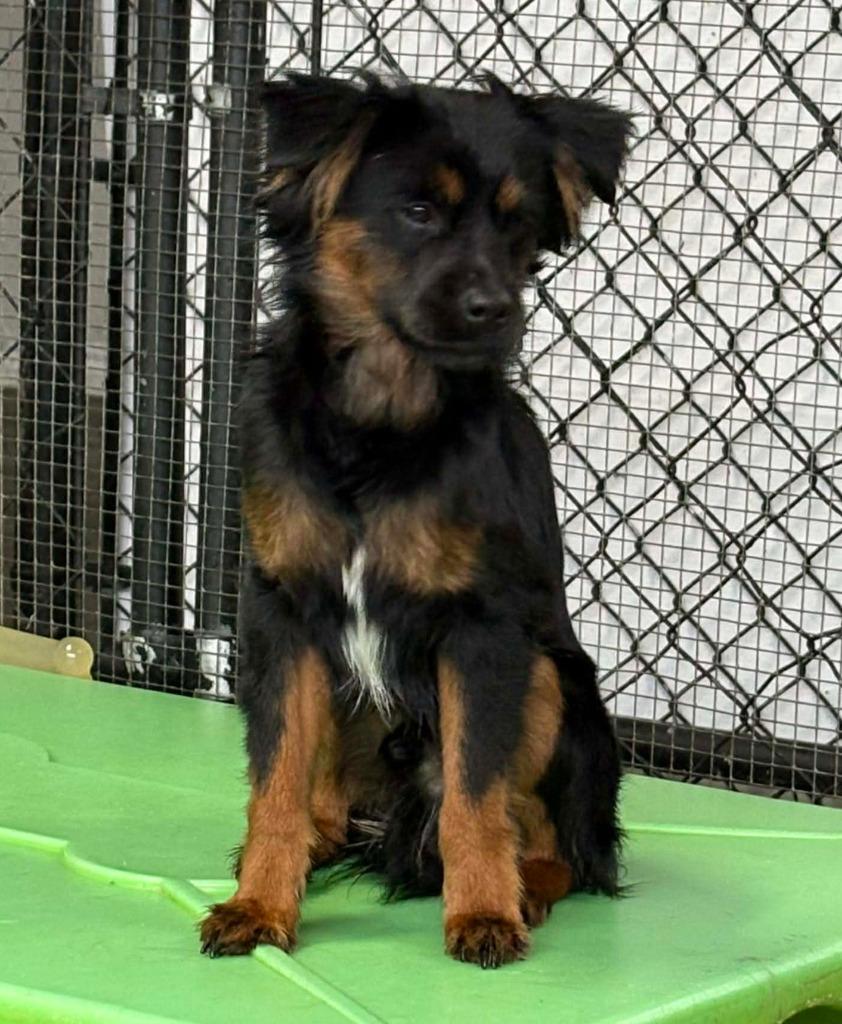 Enlarge Dustin, a Adoptable mixed breed in Warren, MI image 6/6
