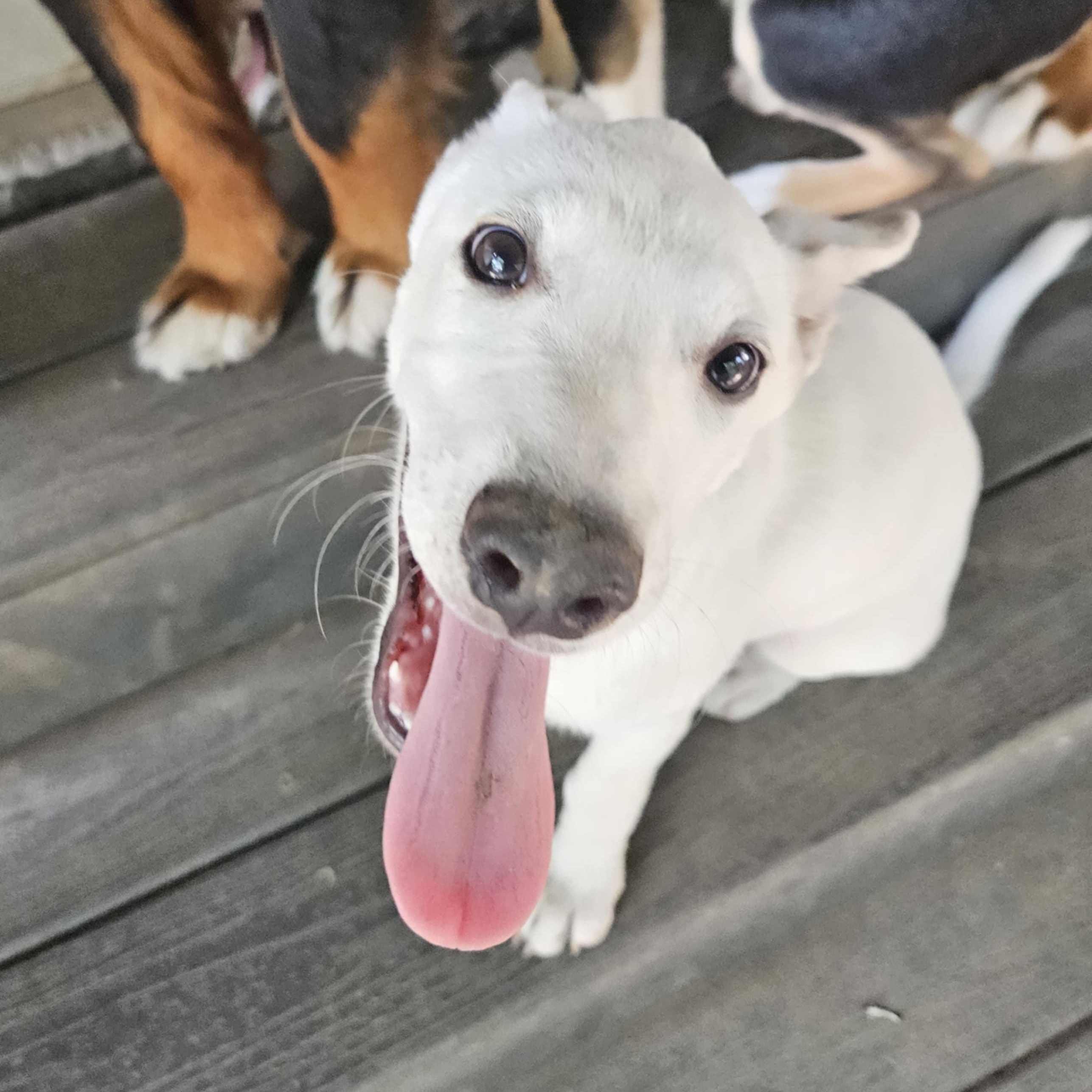 Bailey, a Adoptable mixed breed in Brockport, NY image 3/6