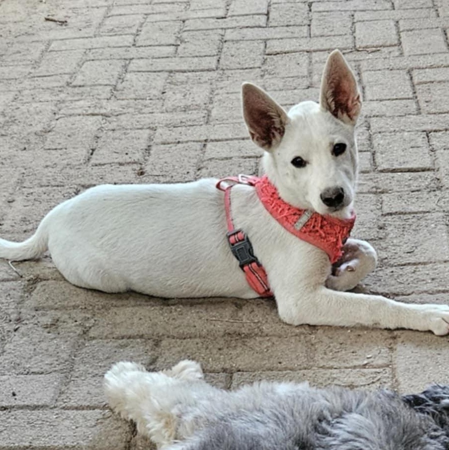 Bailey, a Adoptable mixed breed in Brockport, NY image 4/6